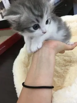 Y.I 様のお迎えした子猫