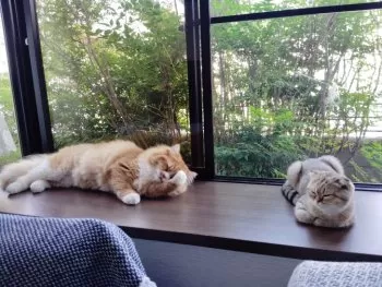 K.K 様のお迎えした子猫