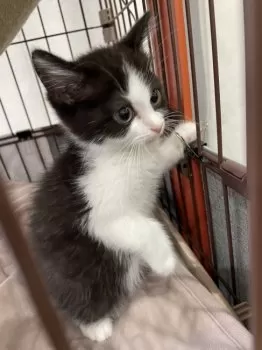 M.T 様のお迎えした子猫