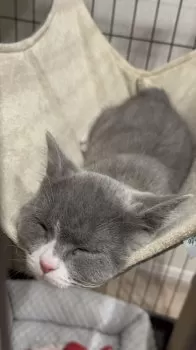 うに 様のお迎えした子猫
