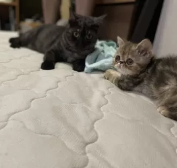 A.M 様のお迎えした子猫
