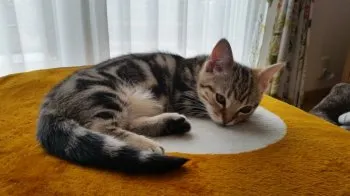 まっきー 様のお迎えした子猫