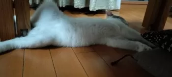 はっしー 様のお迎えした子猫