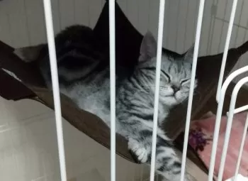 H.N 様のお迎えした子猫