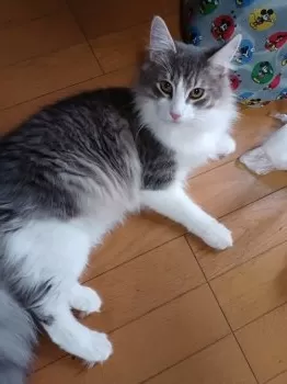 M.T 様のお迎えした子猫