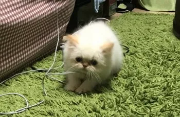 マナ 様のお迎えした子猫