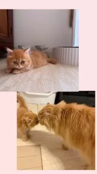こけし 様のお迎えした子猫