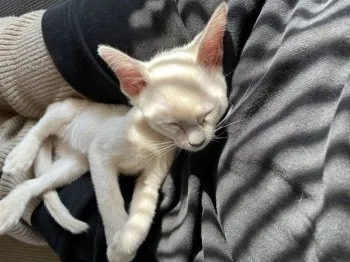 リイ 様のお迎えした子猫