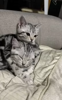 K.O 様のお迎えした子猫