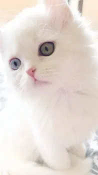 ナーラ 様のお迎えした子猫