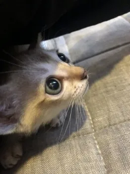 まろん 様のお迎えした子猫