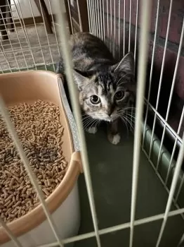 けりぐるみん 様のお迎えした子猫