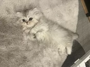 モーさん 様のお迎えした子猫