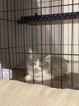 Y.S 様のお迎えした子猫