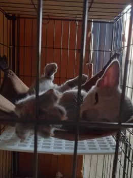 M.M 様のお迎えした子猫