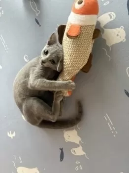 コメ 様のお迎えした子猫