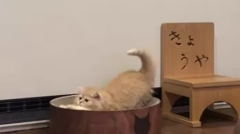kyoya 様のお迎えした子猫
