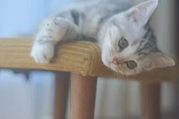 chako.w 様のお迎えした子猫