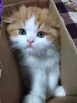 ゆずきち 様のお迎えした子猫