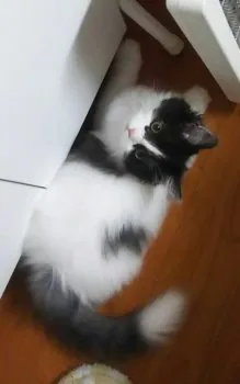 ニコ 様のお迎えした子猫