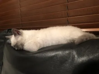 enon 様のお迎えした子猫