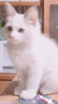 maimai 様のお迎えした子猫