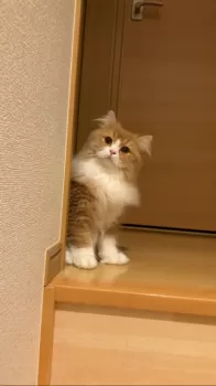 M.M 様のお迎えした子猫