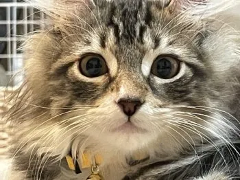 K.K 様のお迎えした子猫