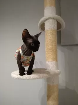 カナ 様のお迎えした子猫