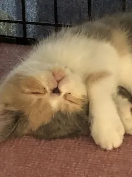 Y.U 様のお迎えした子猫