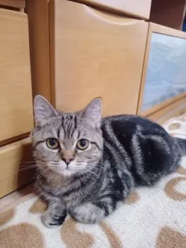 H.Y 様のお迎えした子猫