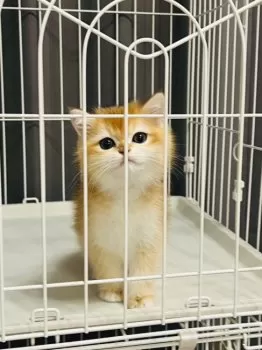 M 様のお迎えした子猫