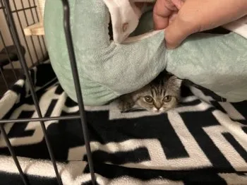 めんたいこ 様のお迎えした子猫