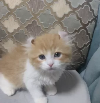 真由子 様のお迎えした子猫