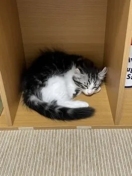 タケダ 様のお迎えした子猫