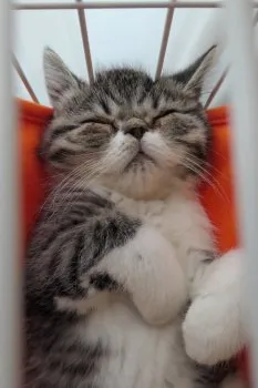 SHINNちゃんのママ 様のお迎えした子猫