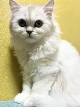 Y.Y 様のお迎えした子猫