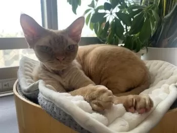 A.O 様のお迎えした子猫