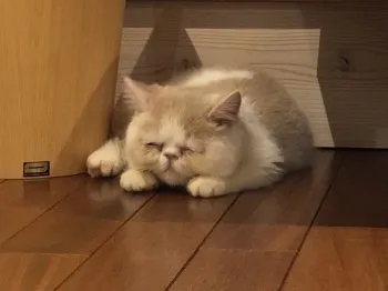 anncocco 様のお迎えした子猫
