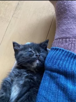 ジュン 様のお迎えした子猫