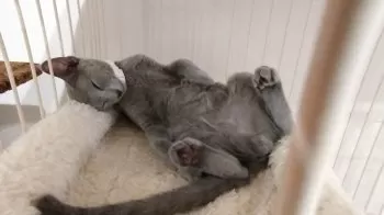 N.S 様のお迎えした子猫