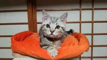 モカ 様のお迎えした子猫