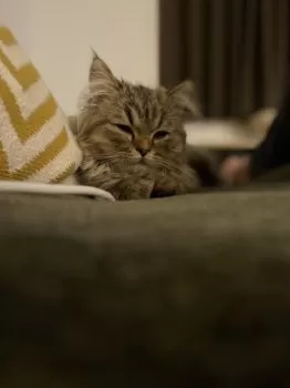 KS 様のお迎えした子猫