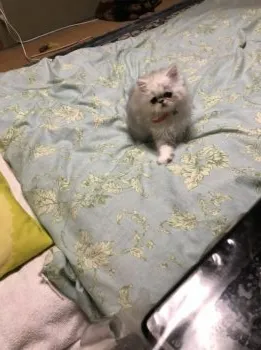 ピピ 様のお迎えした子猫