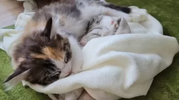 キャリコ 様のお迎えした子猫