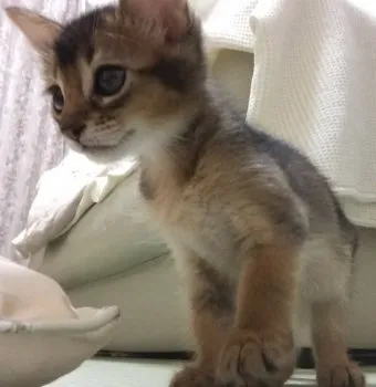 スポック 様のお迎えした子猫