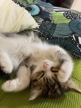 K.K 様のお迎えした子猫