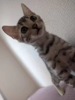 M 様のお迎えした子猫