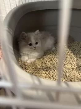 しょこしょこ 様のお迎えした子猫