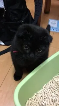 ロックのママになりました。 様のお迎えした子猫